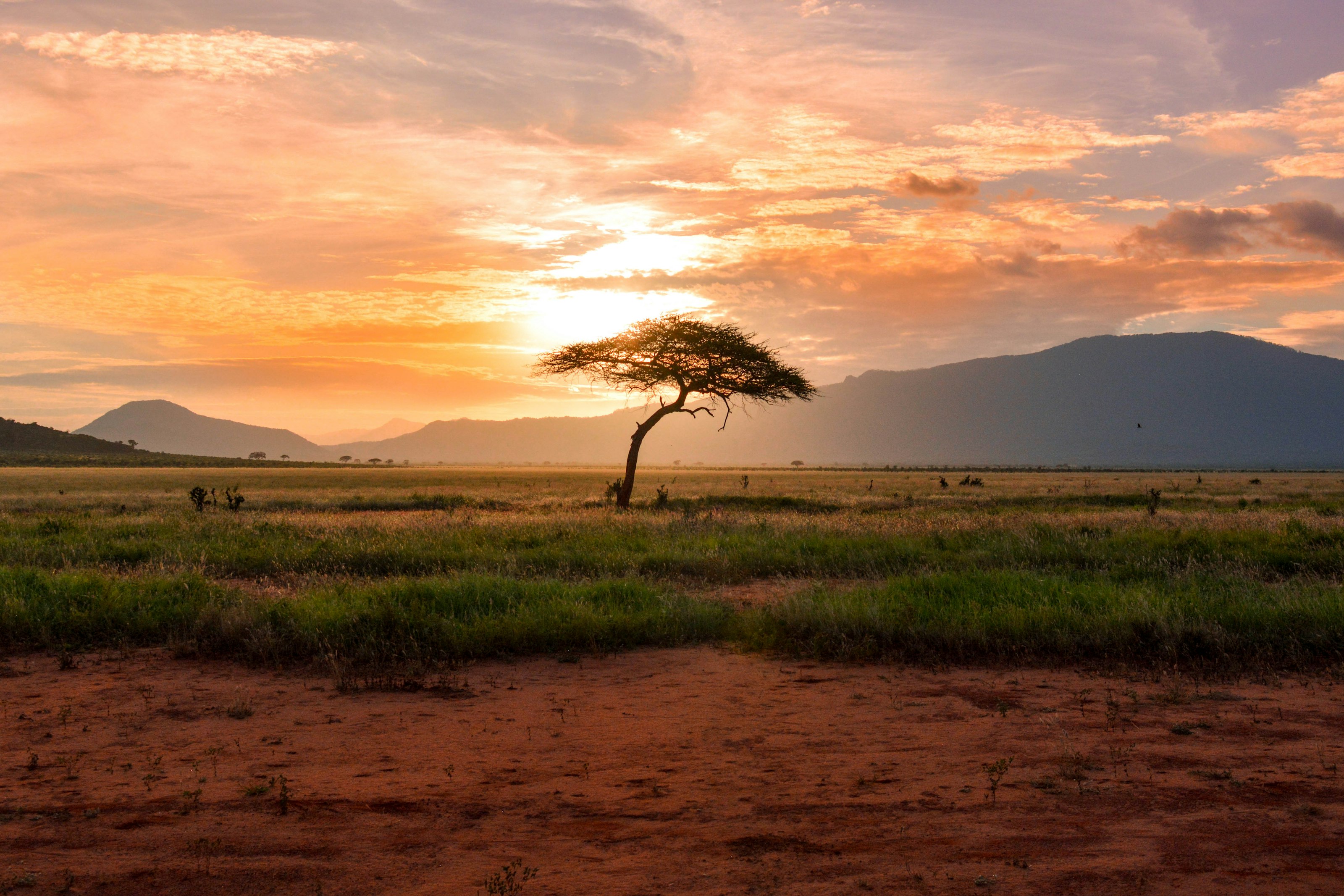 A lone acacia tree on open Namibian plains under a burning sunset sky