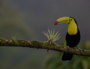 Costa Rica image