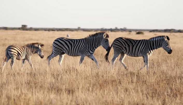 botswana mokoro