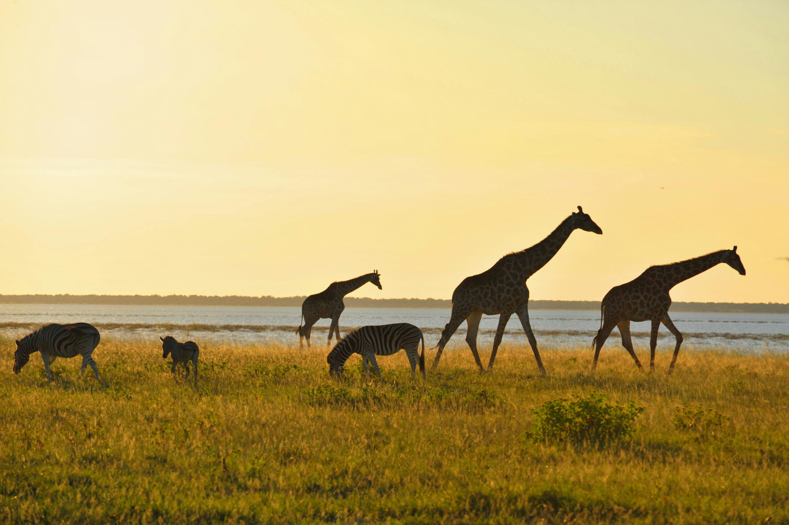 game drive
