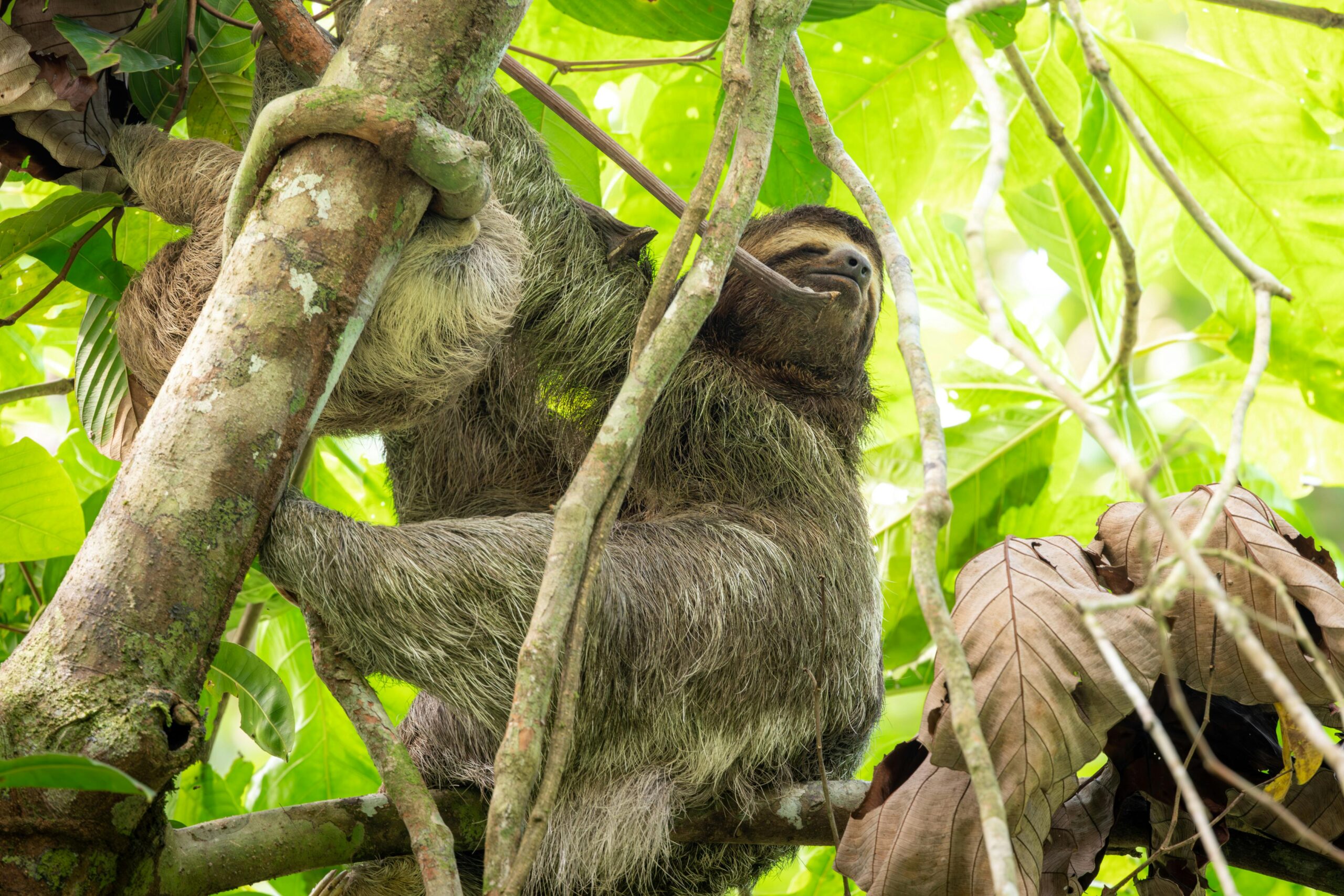 jungle height deep relaxation