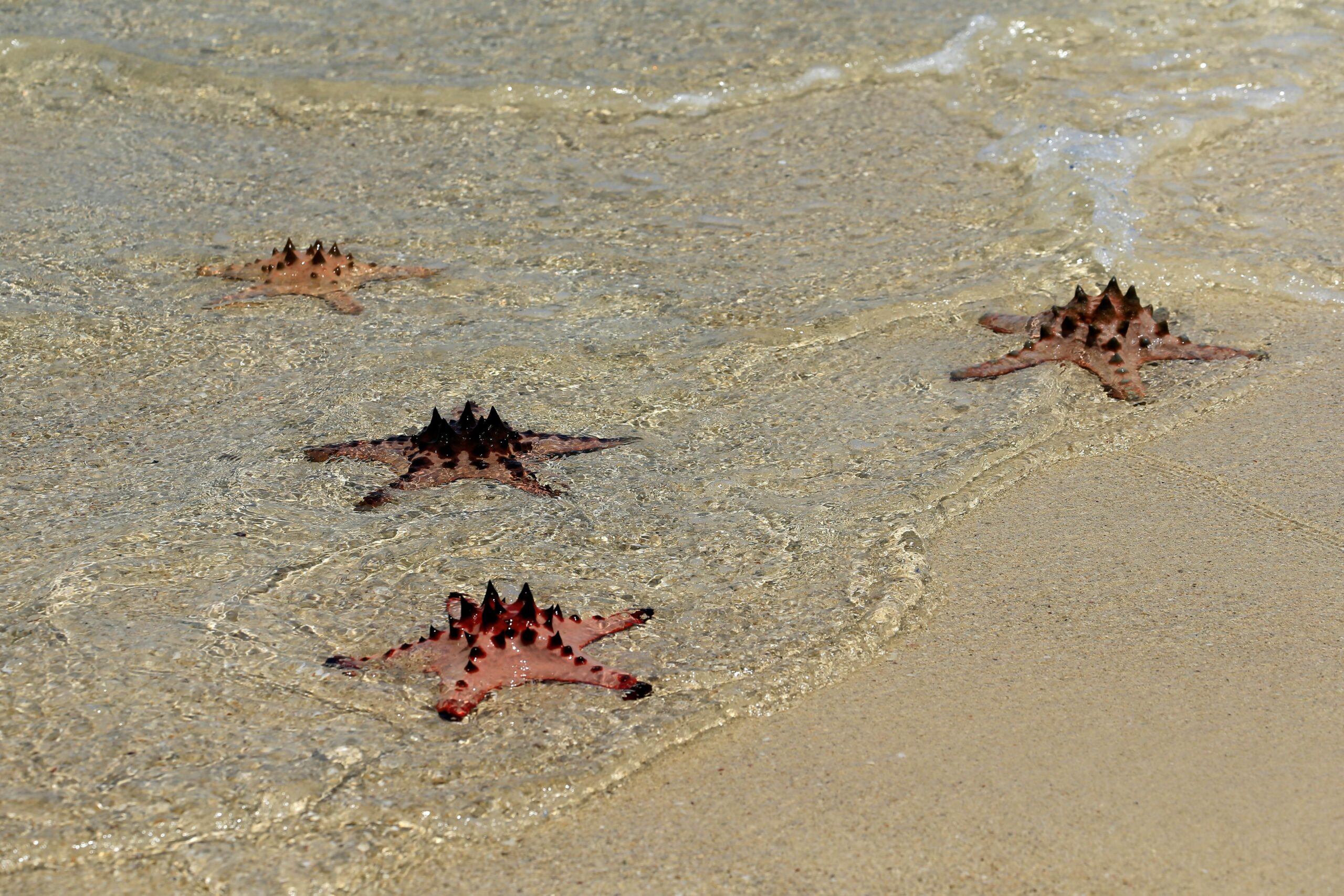 morning flow starfish sand