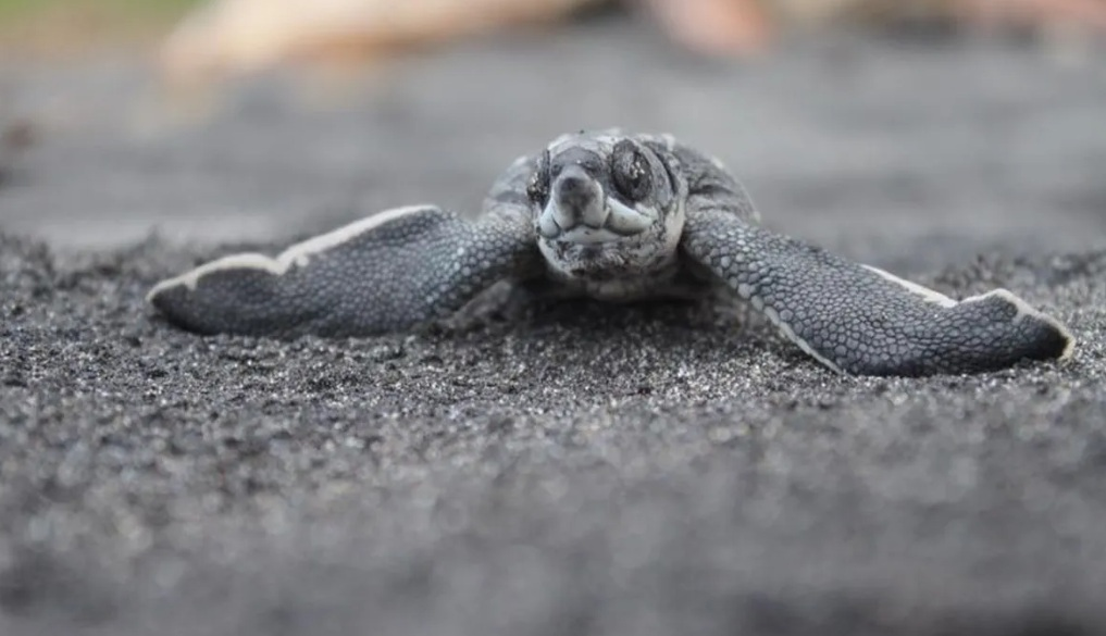 turtle